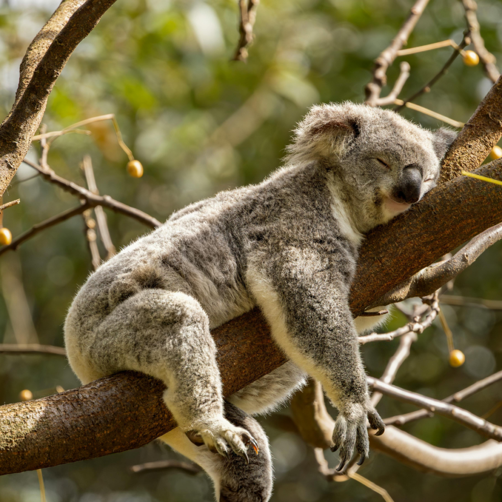 Sleep Hygiene: The Simple, Science‑Backed Rituals That Transform Your Nights (and Your Days)