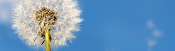 Allergy Season Medrocs Pharmacy